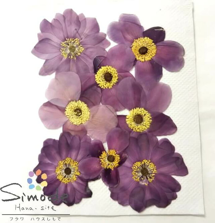 楽天市場 S 957 シュウメイギク 秋名菊 赤のみ8枚押し花額やレジンアクセサリー制作などハンドメイド素材として人気です押し花素材 押し花パック飛騨で手作りしています 国産品の安心品質です フラワーハウスしもで