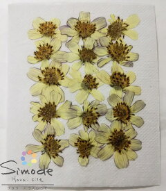 楽天市場 押し花 コスモスの通販