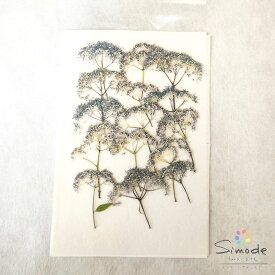 コアジサイ（H‐3）（こあじさい・小紫陽花）15本【飛騨】【山野草の押し花】【押し花パック】【押し花素材】【手作り】【キット】