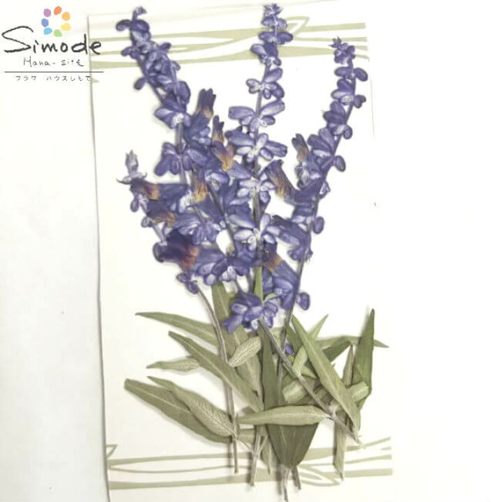 楽天市場 S 1 押し花 アメジストセージー ５本素材 花材 押し花素材 押し花額 レジン フラワー キャンドル アロマ ワックス サシェ 材料 ウェルカムボード ブライダル スマホケース ウェディング 自然の色 フラワーハウスしもで