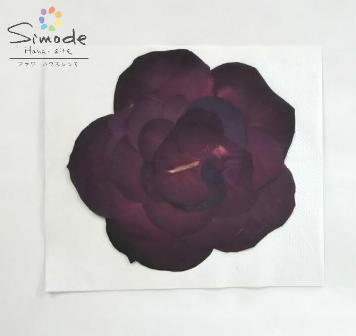 楽天市場 S 806 押し花 赤バラ組み立て １枚花材 押し花素材 押し花額 手作り ハンドメイド ハーバリウム レジン フラワー キャンドル アロマ ワックス サシェ ウェルカムボード ブライダル ウェディング 材料 薔薇 フラワーハウスしもで