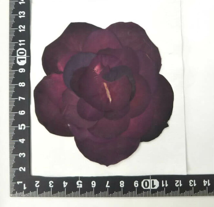 楽天市場 S 806 押し花 赤バラ組み立て １枚花材 押し花素材 押し花額 手作り ハンドメイド ハーバリウム レジン フラワー キャンドル アロマ ワックス サシェ ウェルカムボード ブライダル ウェディング 材料 薔薇 フラワーハウスしもで