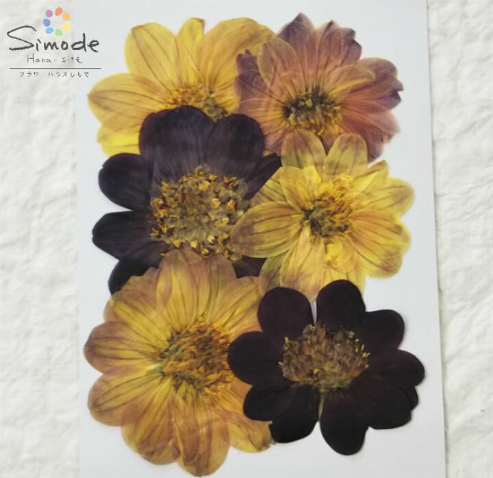 楽天市場 S 796 押し花 ダリア ６枚花材 押し花素材 押し花額 手作り ハンドメイド ハーバリウム レジン フラワー キャンドル アロマ ワックス サシェ ウェルカムボード ブライダル ウェディング 材料 フラワーハウスしもで