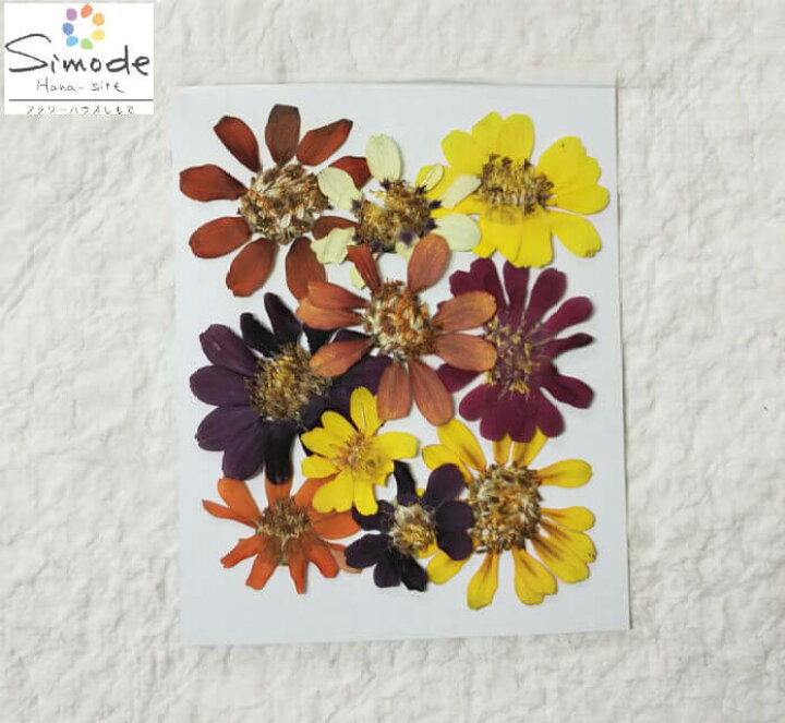 楽天市場 S 712 ジニアカラフルミックス10枚押し花額やレジンアクセサリー制作などハンドメイド素材として人気です押し花素材 押し花パック飛騨で手作りしています 国産品の安心品質です フラワーハウスしもで 楽天市場 S 712 ジニアカラフルミックス10枚押し花額やレジンアクセサリー制作などハンドメイド素材として人気です押し花素材 押し花パック飛騨で手作りしています 国産品の安心品質です フラワーハウスしもで