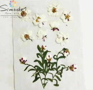 【S-850】押し花 花かんざし 5本花材 押し花素材 押し花額 レジン フラワー キャンドル アロマ ワックス サシェ 材料 ウェルカムボード ブライダル ウェディング 押し花 ネイル スマホケース