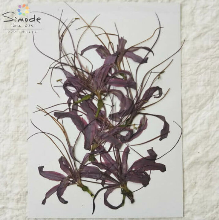 楽天市場 S 799 押し花 彼岸花 ヒガンバナ ６本花材 押し花素材 押し花額 レジン フラワー キャンドル アロマ ワックス サシェ 材料 ウェルカムボード ブライダル ウェディング ネイル スマホケース 自然の色 フラワーハウスしもで