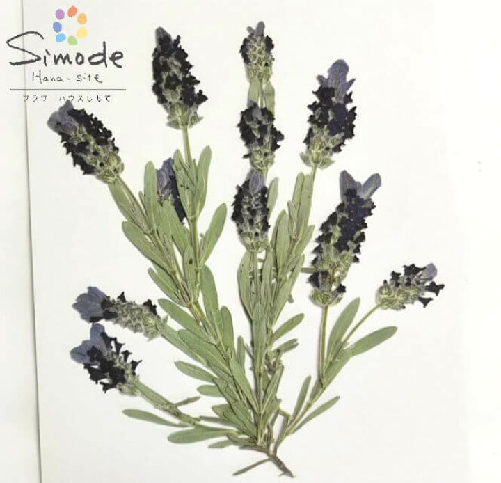 楽天市場 S 845 押し花 フレンチラベンダー 紫 １０本ナチュラル素材 花材 押し花素材 押し花額 レジン フラワー キャンドル アロマ ワックス サシェ 材料 ウェルカムボード ブライダル ウェディング 自然の色 フラワーハウスしもで
