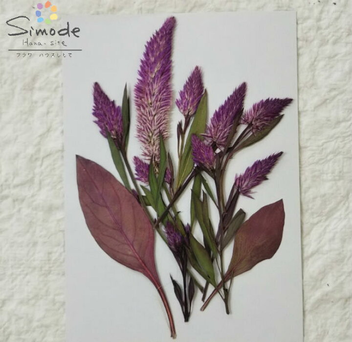 楽天市場 S 797 押し花 ケイトウキャンドル ピンク 花7枚 葉2枚花材 押し花 素材 押し花額 手作り ハンドメイド ハーバリウム レジン フラワー キャンドル アロマ ワックス サシェ 材料 ネイル アイフォンケース 押し花 セット フラワーハウスしもで 楽天市場 S 797 押し花 ケイトウキャンドル ピンク 花7枚 葉2枚花材 押し花 素材 押し花額 手作り ハンドメイド ハーバリウム レジン フラワー キャンドル アロマ ワックス サシェ 材料 ネイル アイフォンケース 押し花 セット フラワーハウスしもで