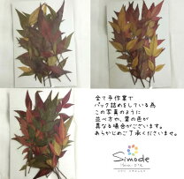 楽天市場】押し花 紅葉の通販