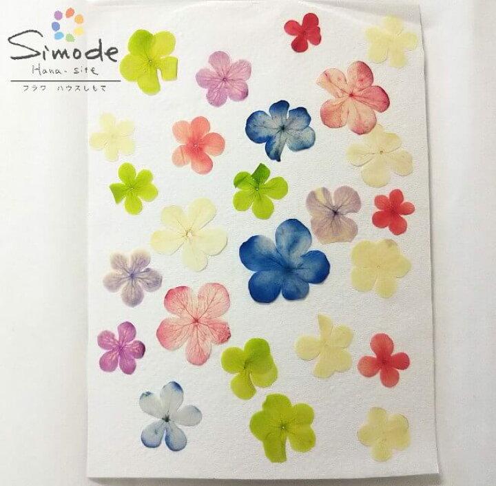 楽天市場 S 1 着色大手まり 23枚 オオデマリ 花材 材料 押し花素材 押し花額 レジン フラワー ハーバリウム ハンドメイド キャンドル アロマ ワックスサシェ ウェルカムボード ブライダル ウェディング 着色 スマホケース フラワーハウスしもで