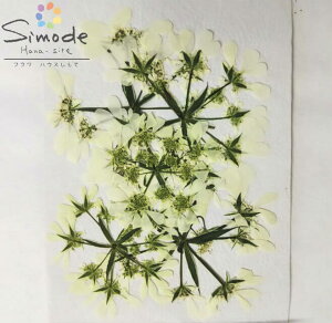 【S-846】押し花 オルレラ 5枚花材 押し花素材 押し花額 レジン フラワー キャンドル アロマ ワックス サシェ 材料 ウェルカムボード ブライダル ウェディング 押し花 ネイル スマホケース