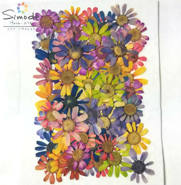 楽天市場 訳アリ商品 アウトレット ｆ ２２ 押し花 着色マトリカリア 50枚入り花材 押し花素材 お花屋さん 押し花額 押し花材料 ハンドメイド ハーバリウム レジン ウェルカムボード ウェディング Outlet フラワーハウスしもで