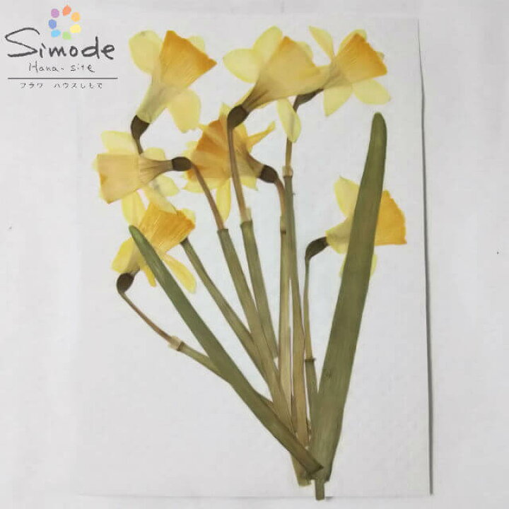 楽天市場 訳アリ商品 アウトレット ｆー２０押し花 水仙 花7本花材 押し花素材 お花屋さん 押し花額 押し花材料 ハンドメイド ハーバリウム レジン ウェルカムボード ウェディング Outlet フラワーハウスしもで