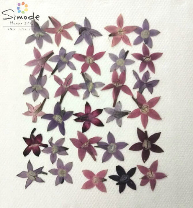 楽天市場 S 817 押し花 花材 ペンタス30枚淡い紫 ピンク系ミックス押し花素材 押し花額 レジン フラワー キャンドル アロマ ワックス サシェ 材料 ウェルカムボード ブライダル ウェディング ハンドメイド フラワーハウスしもで