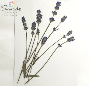 【S-606】ラベンダー(小)10本押し花額やレジンアクセサリー制作などハンドメイド素材として人気です押し花素材・押し花パック飛騨で手作りしています。国産品の安心品質です!