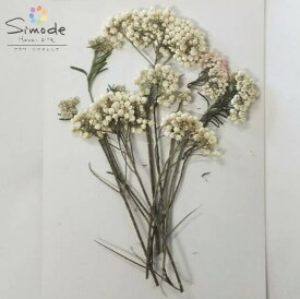 楽天市場 押し花 素材の通販