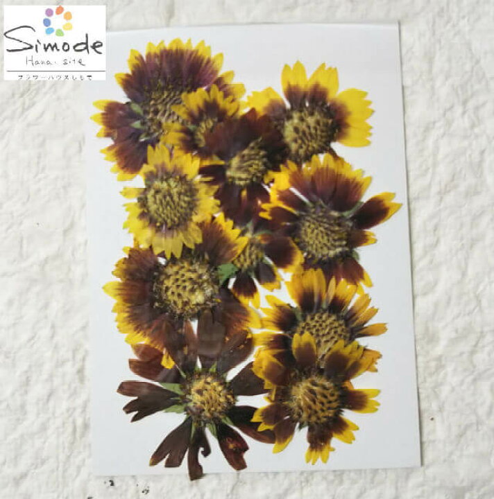 楽天市場 S 776 押し花 素材ルドベキア 10枚入花材 押し花素材 押し花額 手作り 派手 ウェルカムボード ハンドメイド ハーバリウム レジン フラワー キャンドル アロマ ワックス サシェ 材料 フラワーハウスしもで