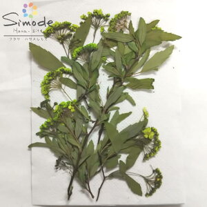 ݌ɌIyS-902zFRf}}t΁@5{yԉ̎łzԍ ԑf Ԋz nhCh n[oE W ޗ ԃA[g ԃlC f ԑf