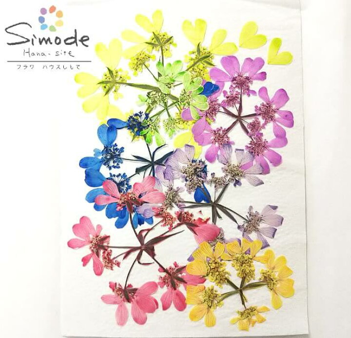 楽天市場 S 8 着色オルレラ ７枚花材 押し花素材 押し花額 レジン フラワー キャンドル アロマ ワックス サシェ 材料 ウェルカムボード ブライダル ウェディング スマホケース ハーバリウム フラワーハウスしもで