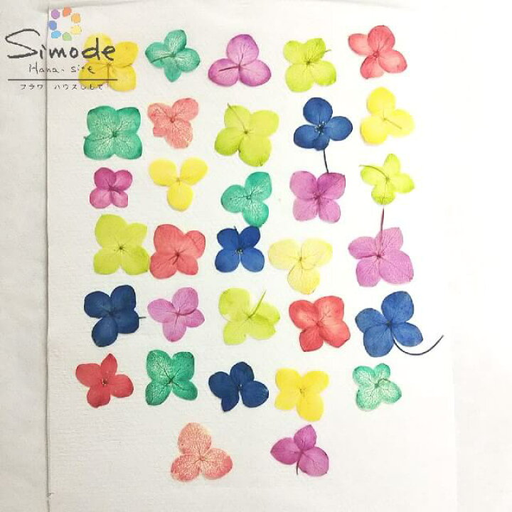 楽天市場 押し花 S 917 着色アジサイ30枚６色各５枚 あじさい 紫陽花 カラフルな押し花素材 飛騨のお花やさんの手作り素材です フラワーハウスしもで