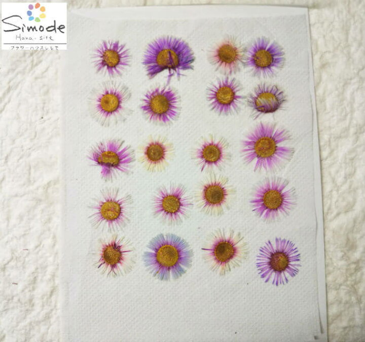 楽天市場 S 773 押し花 着色ハルシオン 枚入 花材 押し花素材 押し花額 手作り ウェルカムボード ハンドメイド ハーバリウム レジン フラワー キャンドル アロマ ワックス サシェ 材料 フラワーハウスしもで