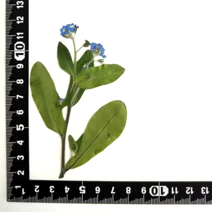 楽天市場 S 164 わすれな草10本 ワスレナグサ 勿忘草 飛騨 山野草 押し花パック 押し花素材 手作り キット フラワーハウスしもで 楽天市場 S 164 わすれな草10本 ワスレナグサ 勿忘草 飛騨 山野草 押し花パック 押し花素材 手作り キット フラワーハウスしもで