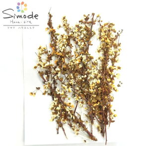 【S-882】押し花 花材着色雪柳(オレンジ)10本素材 花材 押し花素材 押し花額 レジン フラワー キャンドル アロマ ワックス サシェ 材料 ウェルカムボード ブライダル スマホケース ウェディ