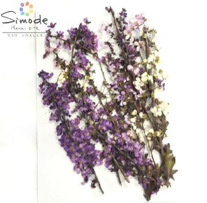【S-881】押し花 花材着色雪柳(紫)10本素材 花材 押し花素材 押し花額 レジン フラワー キャンドル アロマ ワックス サシェ 材料 ウェルカムボード ブライダル スマホケース ウェディング