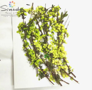 【S-877】押し花 花材着色雪柳(黄緑)10本素材 花材 押し花素材 押し花額 レジン フラワー キャンドル アロマ ワックス サシェ 材料 ウェルカムボード ブライダル スマホケース ウェディング