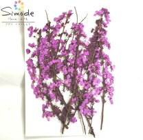 楽天市場】ユキヤナギ 押し花の通販