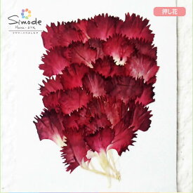 【S-679】押し花　花材カーネーションの花びら（赤）50枚レジンアクセサリーなどハンドメイドの素材としてご利用いただけます♪手づくりのお花の素材やさん安心安全の国産品質です。