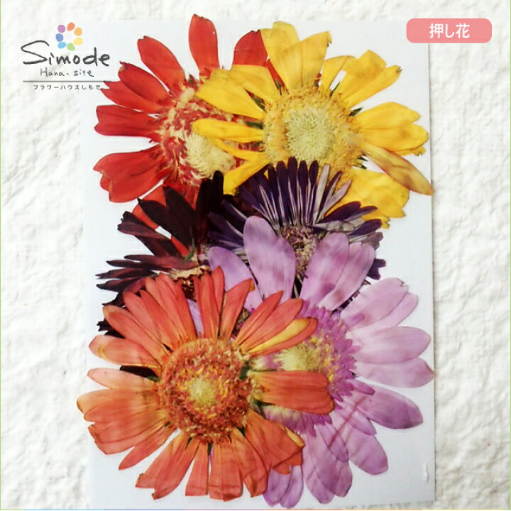 楽天市場 S 690 押し花 花材ガーベラミックス6枚押し花額やレジンアクセサリー制作などハンドメイド素材として人気です押し花素材 押し花パック飛騨で手作りしています 国産品の安心品質です フラワーハウスしもで