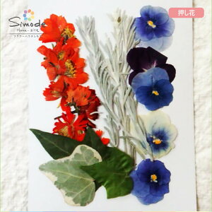 yS-699z ԍށ@pW[ZbgpW[5{ALoiRXX5{AACr[3{AGtB3{˂̂ԉ񂪎肵Ă܂BSS̍Yił