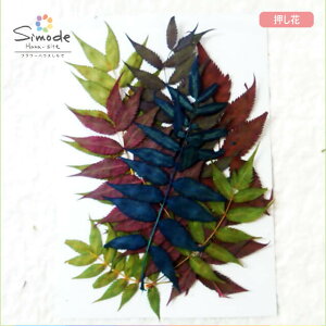 yS-710zԁ@F`WoC̗t7n[oEAWALhȂǂ̃nhChEDIYfނɁBSS̍YfނłB