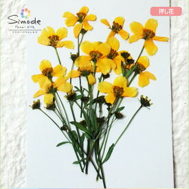 楽天市場 手作りキット 植物の種類デージー 押し花用アクセサリー 花 観葉植物用品 花 観葉植物 花 ガーデン Diyの通販