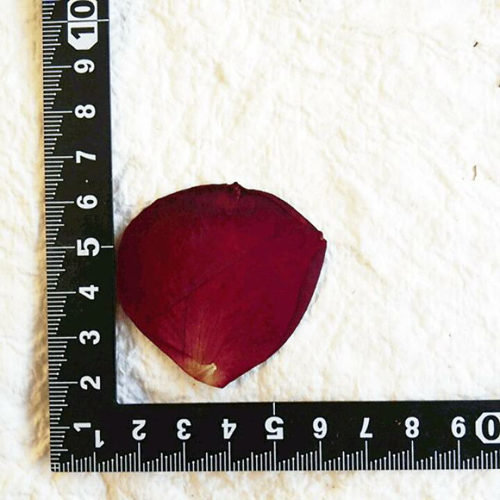 楽天市場 S 455 バラの花びら 赤 12枚 ばら ローズ 薔薇 飛騨 山野草の押し花 押し花パック 押し花素材 手作り キット フラワーハウスしもで 楽天市場 S 455 バラの花びら 赤 12枚 ばら ローズ 薔薇 飛騨 山野草の押し花 押し花パック 押し花素材 手作り キット フラワーハウスしもで