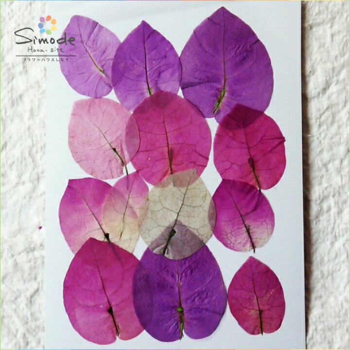 楽天市場 S 492 押し花 ブーゲンビリア12枚押し花額やレジンアクセサリー制作などハンドメイド素材として人気です飛騨で手作りしています 国産品の安心品質です フラワーハウスしもで