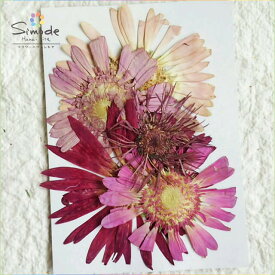 楽天市場 ガーベラ 押し花の通販