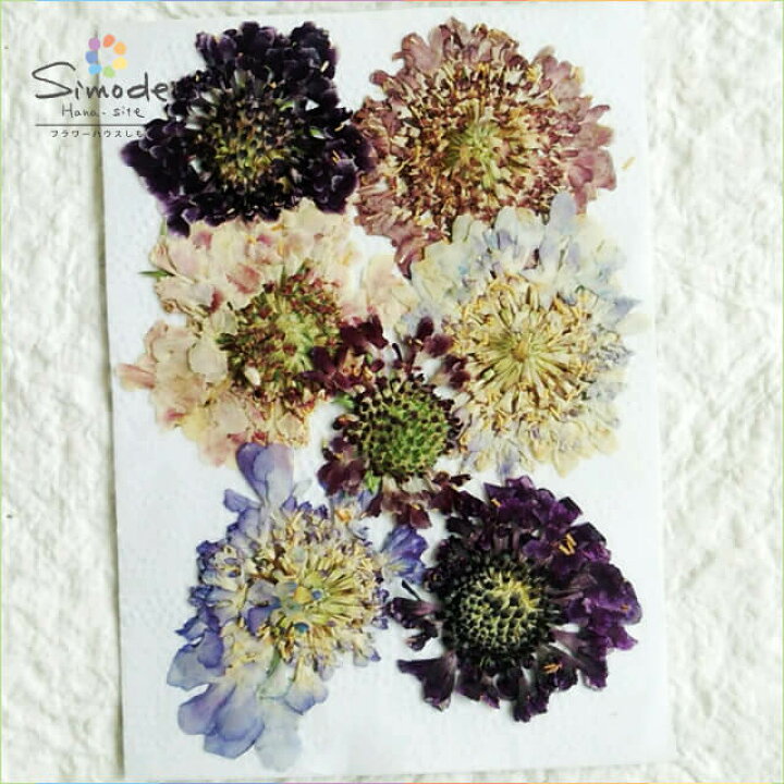 楽天市場 S 619 押し花 スカビオサカラーミックス７枚当店で手作りした押し花素材です ハーバリウム レジン キャンドルなどハンドメイド Diy作品の素材にぜひご利用ください フラワーハウスしもで