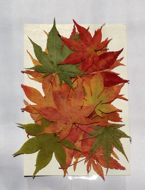 楽天市場 もみじの紅葉 ミックス 枚 飛騨 山野草の押し花 押し花パック 押し花素材 手作り キット フラワーハウスしもで