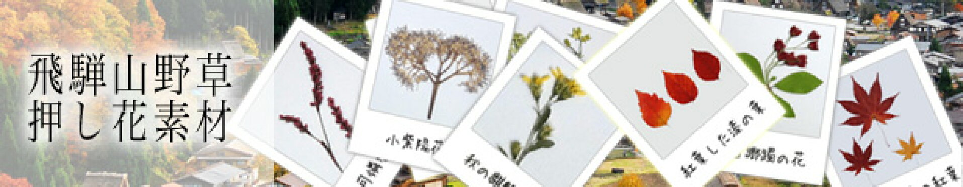飛騨高山、押し花、素材、パック、てづくり、山野草、めずらしい、紅葉、美しい、押し花の先生
