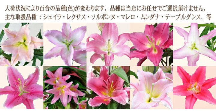 確認画面 ゆり ユリ カサブランカの種類