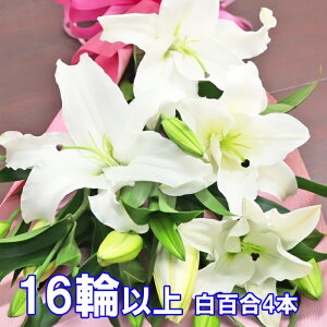  ԑ  S̉ԑ S 12ֈȏ㖔16ֈȏ j  N Mtg ֌nIG^[   S 3{܂4{̂ǂ炩I