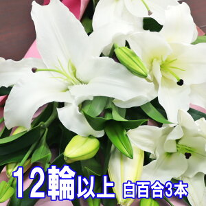  ԑ  S̉ԑ S 12ֈȏ㖔16ֈȏ j  N Mtg ֌nIG^[   S 3{܂4{̂ǂ炩I