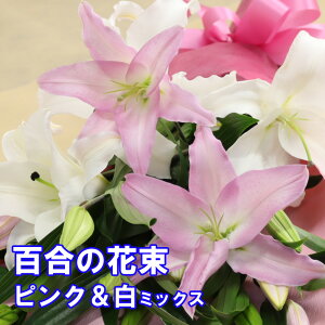  ԑ  S̉ԑ sNMIX j Mtg  N NX}X  ֌nIG^[ 3{܂4{̂ǂ炩I