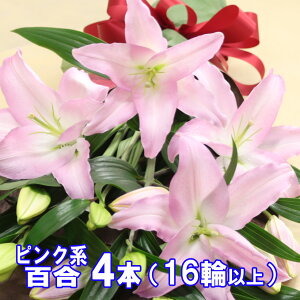  ԑ  S̉ԑ sNn j hV̓ Mtg ~  ֌nIG^[   sNS@3{A܂4{̂ǂ炩I