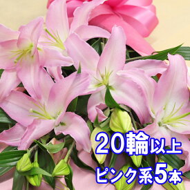 花 花束 ユリ 百合の花束 5本 20輪以上保証 ピンク系 お祝 父の日 敬老の日 ギフト お盆 お供 大輪系オリエンタルリリー5本 ゆり ユリ【