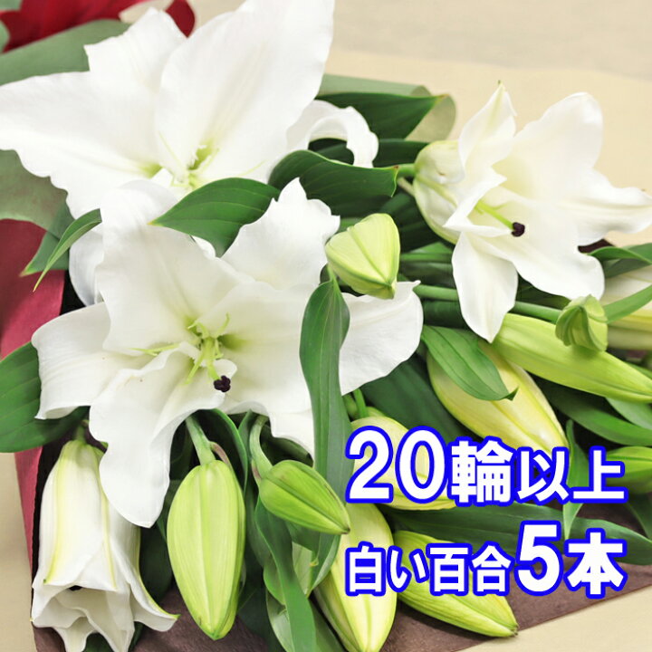 楽天市場】花 花束 ユリ 百合の花束 5本 20輪以上保証 白百合 お祝 