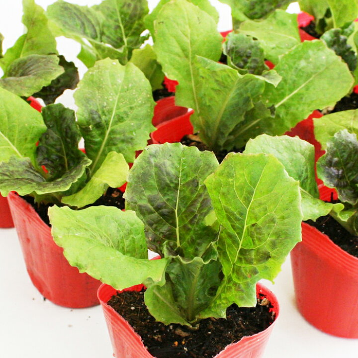 楽天市場】赤葉チマサンチュ 野菜苗 12ポットセット 3号ポット 