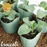 茎ブロッコリー スティックセニョール 野菜苗 6ポットセット 3号ポット フラワーブルームの苗 【ブロッコ…